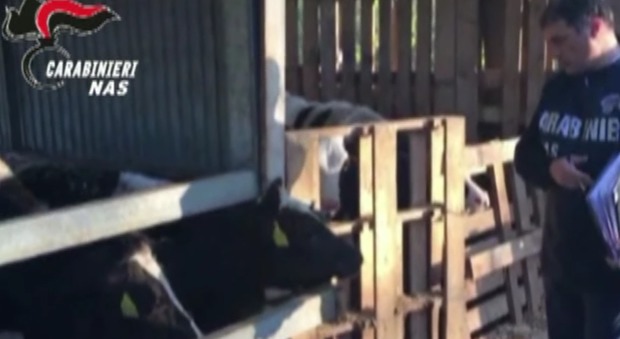 Nas, ispezioni negli allevamenti: animali tra le feci e latte in pessime condizioni igieniche