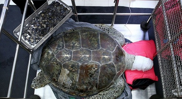 Operata la tartaruga mangiasoldi: rimosse dallo stomaco 915 monete