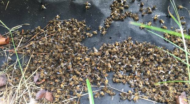 Le api uccise dal pesticida anti Zika in America (Foto Flowertown Bee Farm and Supplies)