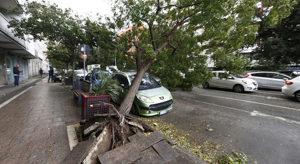 Roma, via Odescalchi crolla un albero. I consiglieri Pd: "Dal Campidoglio nessuna cura del verde"