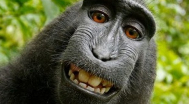 Il macaco autore del selfie