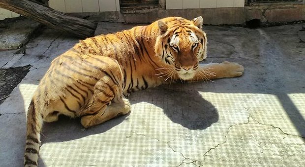È morta Kashmir, la tigre dello zoo di Napoli: «Costretta in una gabbia piccolissima, era sopravvissuta anche senza pasti»