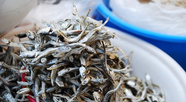 Capodanno a tavola senza aragoste: «Compriamo pesce azzurro e locale»