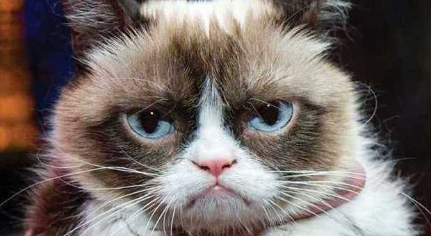 Grumpy Cat è il gatto più ricco del mondo, 100 milioni in due anni e la padrona vive di rendita