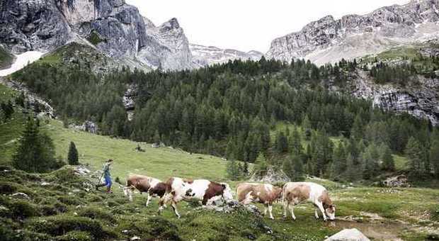 Mucche al pascolo (foto Daniele Lira, fototeca Trentino sviluppo spa)