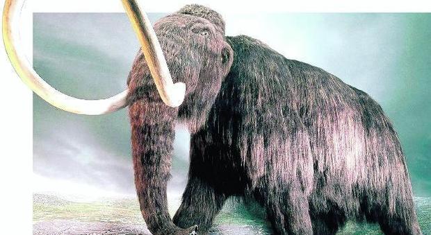 Gaetano, il preistorico esemplare di mammut scoperto nella cava di Codello