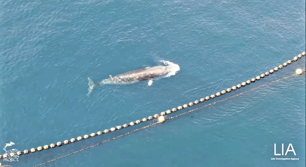 Balena intrappolata da 18 giorni nelle reti dei pescatori. «Sta morendo di fame, liberatela!»