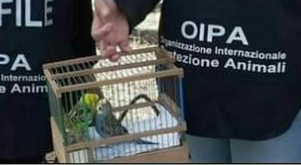 Donna taglia ali a pappagalli: «Li usava per fare accattonaggio». Multa da 5mila euro