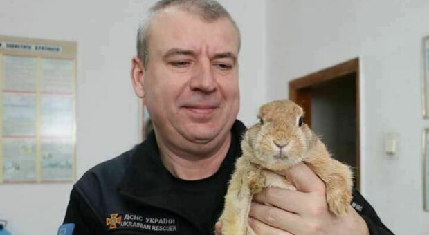 Ucraina, il coniglio Lucky salvato dalla guerra: dopo i bombardamenti di Kharkiv diventa mascotte dei vigili del fuoco
