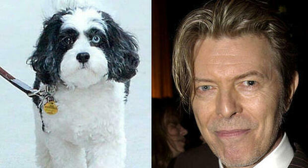 David Bowie, morto il cagnolino Maxi: aveva gli occhi di due colori, come il padrone