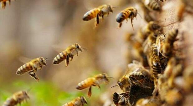 Assalita da uno sciame di api, 50enne muore tre giorni dopo