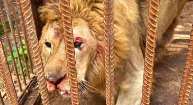 Pretzel, il leone ferito (immag diffuse da UAnimals sui social)