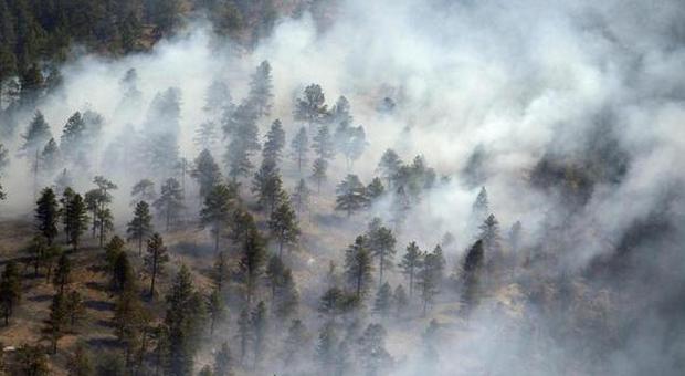 Bosco a fuoco sul monte Tribil: fronte di fiamme di un chilometro