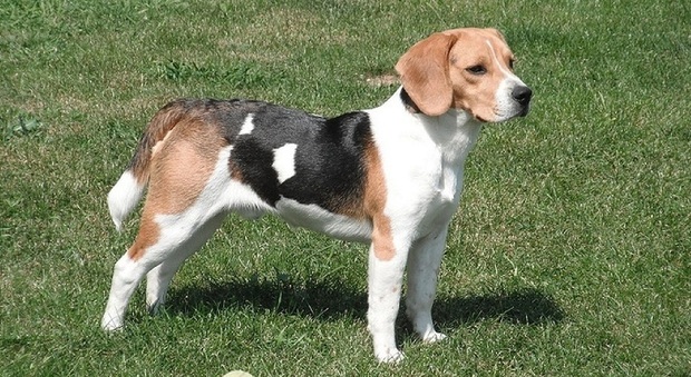 Un cane di razza beagle