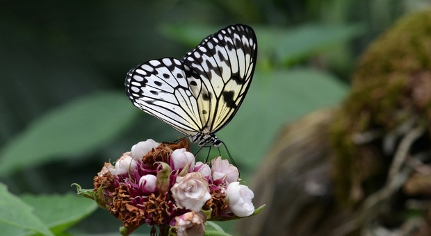 Una delle farfalle che volano nelle serre di Bordano