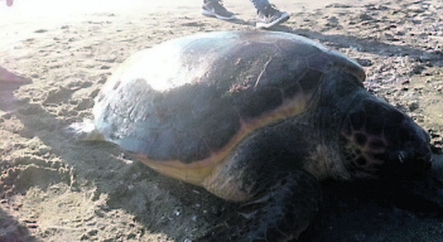 Tartaruga salvata, premio di 100 euro ai pescatori dell'area marina di Porto San Cesareo