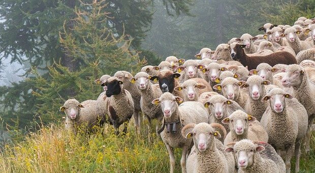 Ancora i lupi: sbranate altre tre pecore. Allarme in collina fra Fermo e Porto San Giorgio