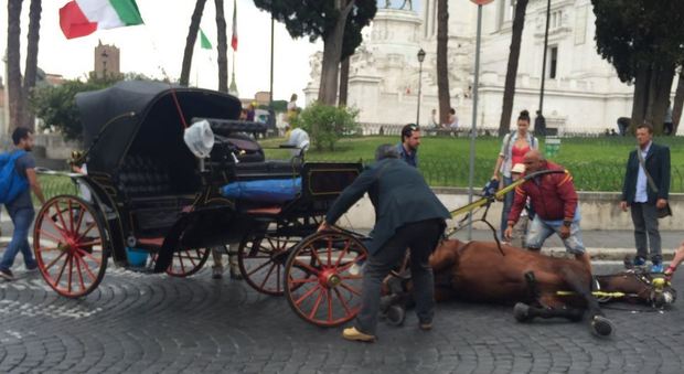 Botticelle, cavallo crolla al suolo fra il traffico in piazza Venezia