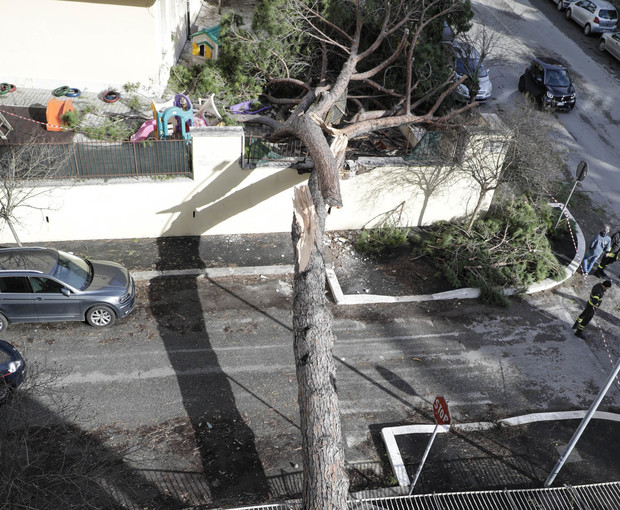 immagine Albero caduto sulla Scuola Ovidio alla Balduina (Foto Giacomo Gabrielli/Ag.Toiati)