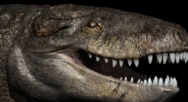 Scienze, svelato il mistero del coccodrillo giurassico: era lungo 7 metri e aveva denti da T.Rex