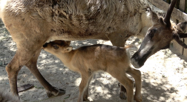 Il piccolo di renna nato al Parco Natura Viva di Bussolengo (VR)
