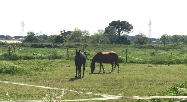 Allarme a Bracciano, rubati 3 cavalli: dall'inizio dell'anno ottanta furti