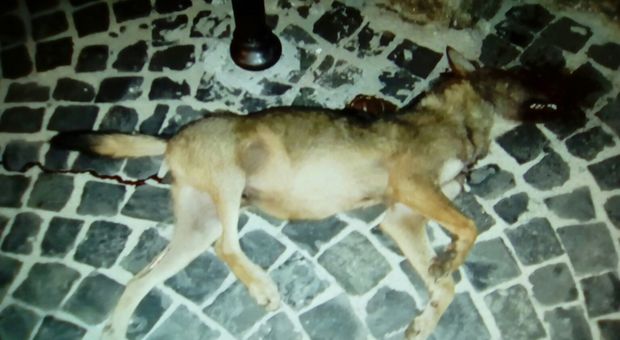 Roma, impicca il cane al parco: «Era ingestibile». Il padrone voleva anche tagliarlo a pezzi