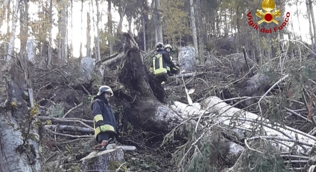Taglia un albero e resta schiacciato: boscaiolo morto sul colpo