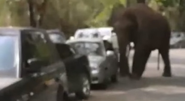 Cina, l'elefante furioso in strada danneggia 14 auto