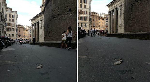 Carcassa di topo gigante al Pantheon resta sulla strada per tutta la giornata
