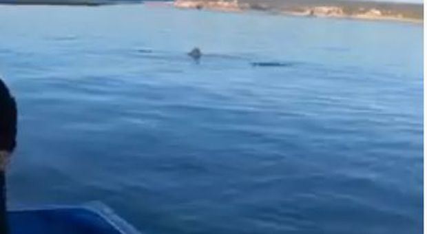 Squalo elefante di otto metri nel mare del Salento: la “danza” ripresa dai pescatori - IL VIDEO
