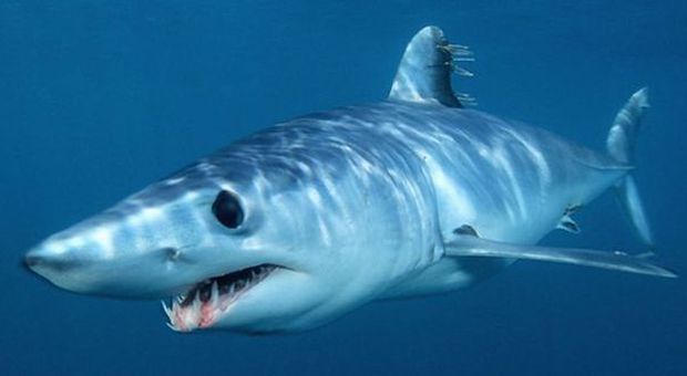 Psicosi squalo da Ostia alla Sardegna: ecco le specie presenti nel Mediterraneo