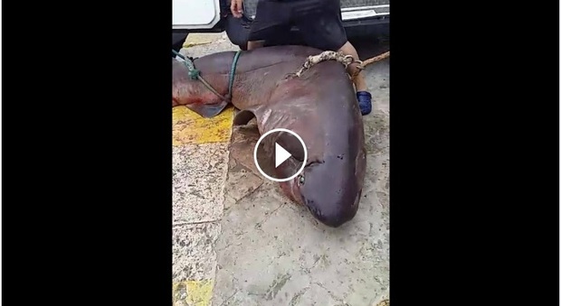 Gallipoli, un grosso squalo tirato su dai pescatori