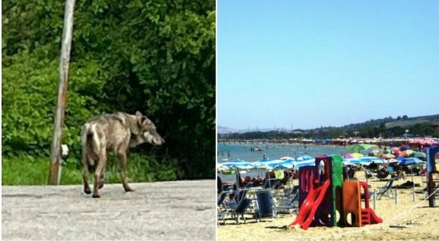 Ragazzo di 15 anni aggredito e morso: «Forse da un lupo». Terrore in spiaggia a Vasto