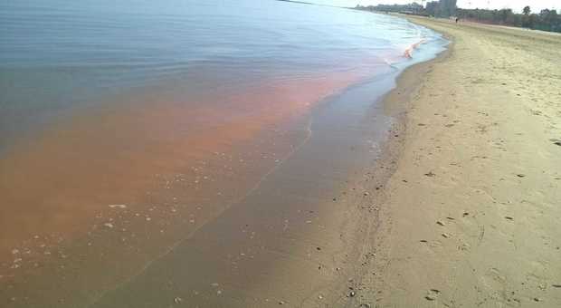 San Benedetto, il mare si tinge di rosa Ma niente paura: l'alga è innocua
