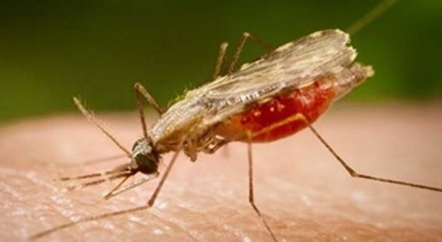 Cambridge, scoperta da scienziati di Harvard la proteina che può bloccare la diffusione della malaria