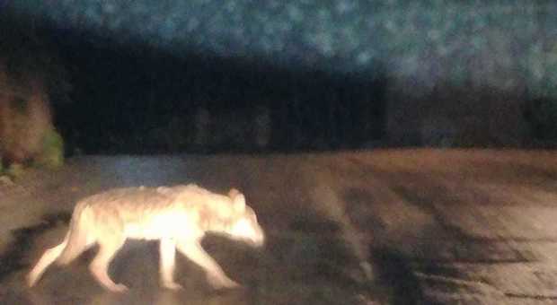 Paura a Polla, avvistato un lupo a pochi metri dal centro abitato