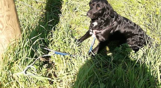 Abbandona il cane e lo lega a un palo in campagna: padrone smascherato dalle foto su Facebook