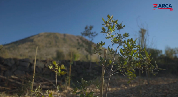 Bcp, asse con Arca Fondi Sgr nel nome della sostenibilità: 800 nuovi alberi nel Parco Nazionale del Vesuvio