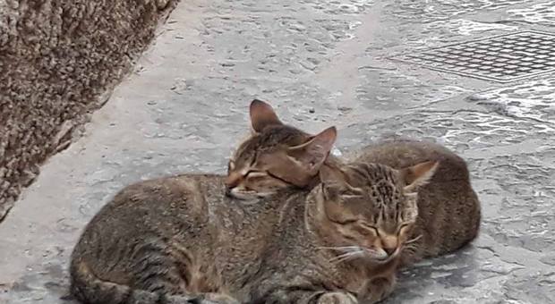 Frosinone, trovati gatti morti a Sora: a uno mozzata la testa