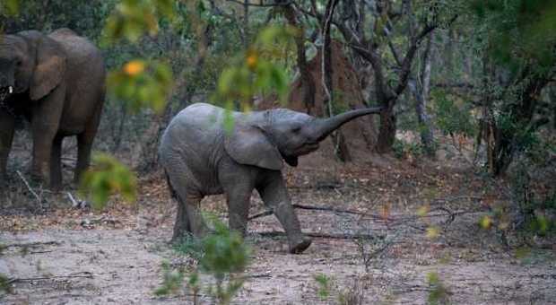 L'orfanotrofio degli elefantini abbandonati nel parco nazionale di Nairobi