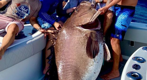 Catturato un enorme pesce di quasi 160 kg in Florida