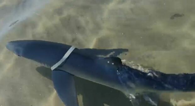 Pesaro, squalo tra i bagnanti, la Capitaneria: «A riva per togliersi il cappio di plastica, non avvicinatelo»