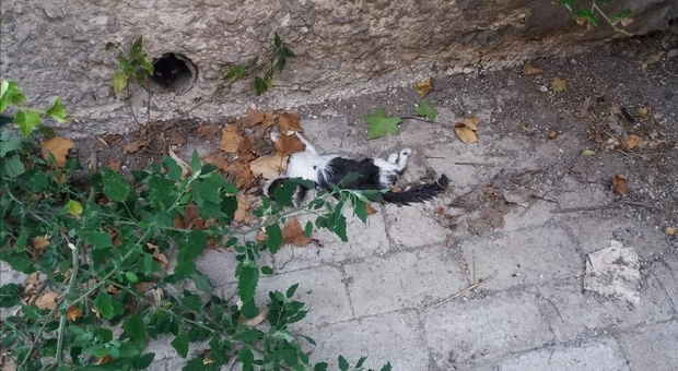Strage di gatti a Torre del Greco, esposto dei volontari a Comune e Asl