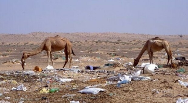 «L'inquinamento da plastica ha ucciso centinaia di cammelli nel deserto»: l'allarme degli esperti