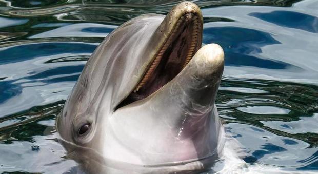 Delfini e balene mai più in cattività, arriva la nuova legge e gli animalisti esultano
