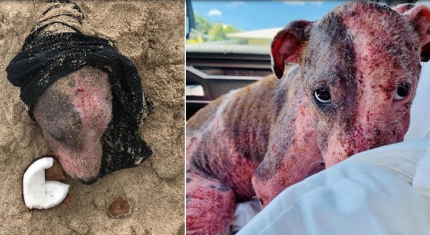 Cagnolina picchiata e sepolta viva in spiaggia con la testa al sole: ora cerca una famiglia (PAWS Hawaii)