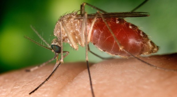 Ci sono meno zanzare? No è solo sparito il virus della "West Nile"