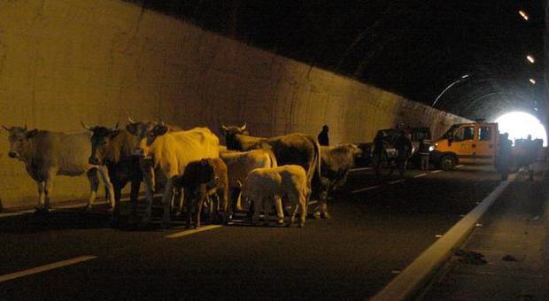 Mucche di notte sul raccordo Salerno-Avellino, il prefetto convoca un summit