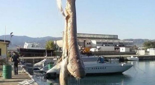 Squalo morto pescato nel porto di Corigliano FOTO